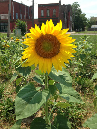 Sunflower+_Perfect sunflower