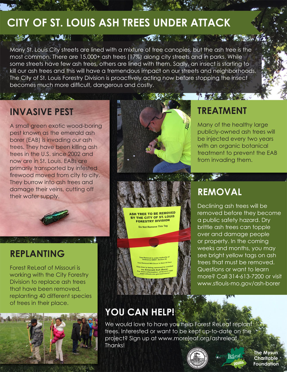 ReLeaf Ash Trees Under Attack Infographic