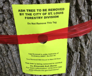 EAB Treatment sign applied to infected ash trees