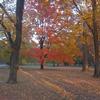 Fall Maple in Tower Grove Park
