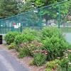 Lindenwood Park tennis courts