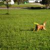 Dog catching frisbee in Alaska Park
