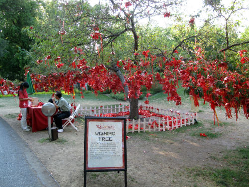 Wishing Tree