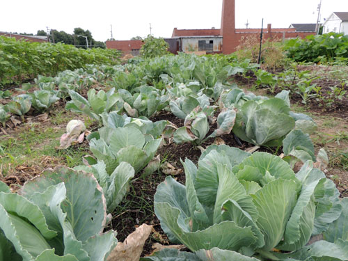 Urban Garden Cabbage Patch