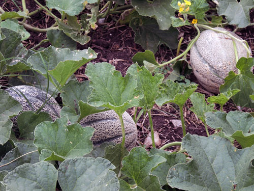 Melons growing on ground