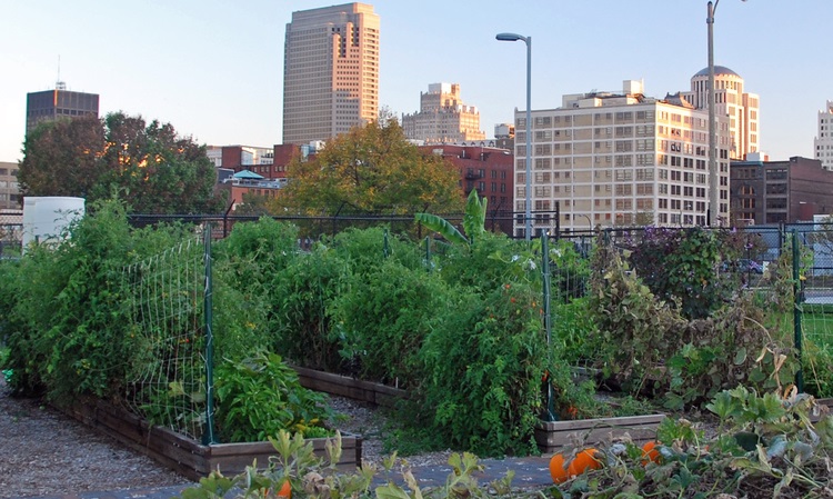 Downtown St. Louis Community Garden