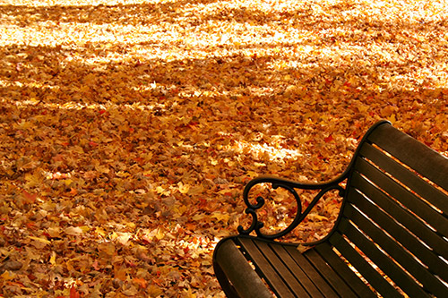 Bench and leaves